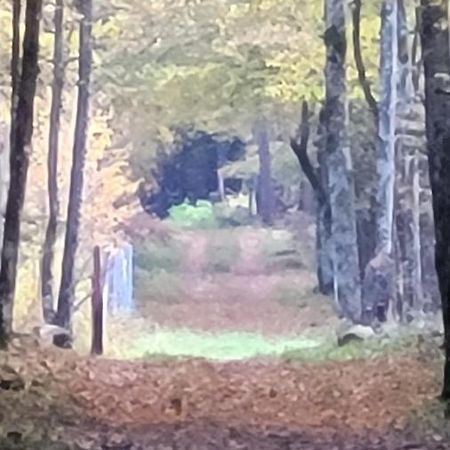 In Nature Białowieża 外观 照片