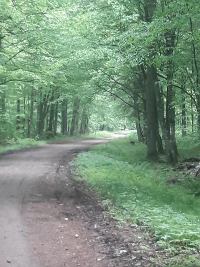 In Nature Białowieża 外观 照片