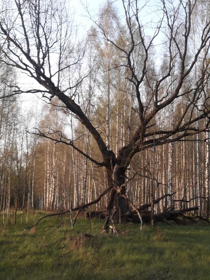 In Nature Białowieża 外观 照片