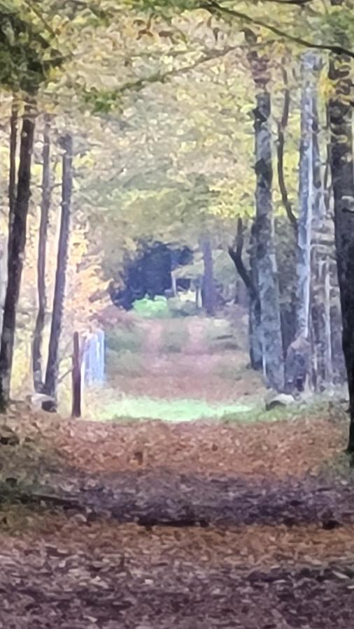 In Nature Białowieża 外观 照片