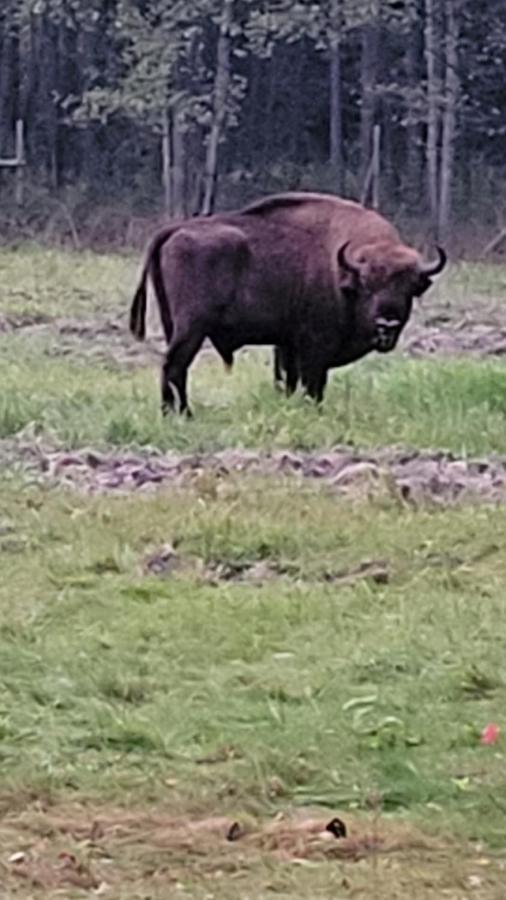 In Nature Białowieża 外观 照片