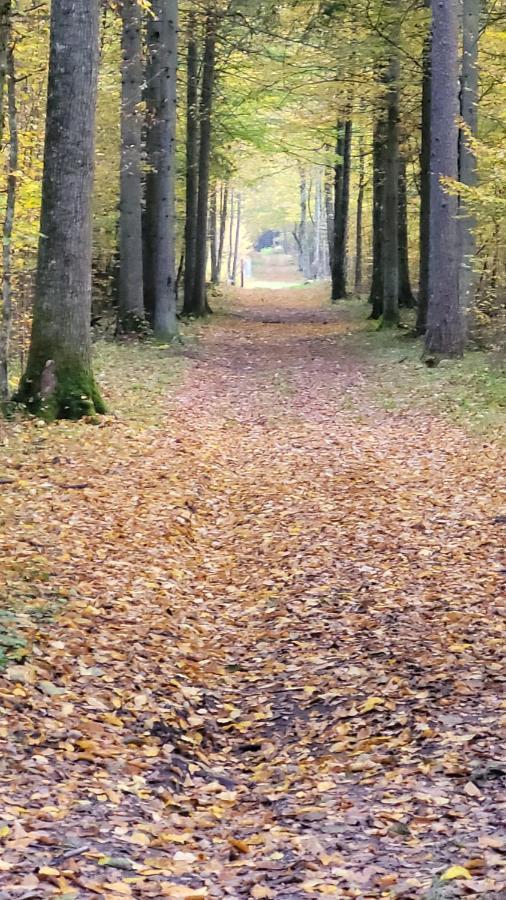 In Nature Białowieża 外观 照片